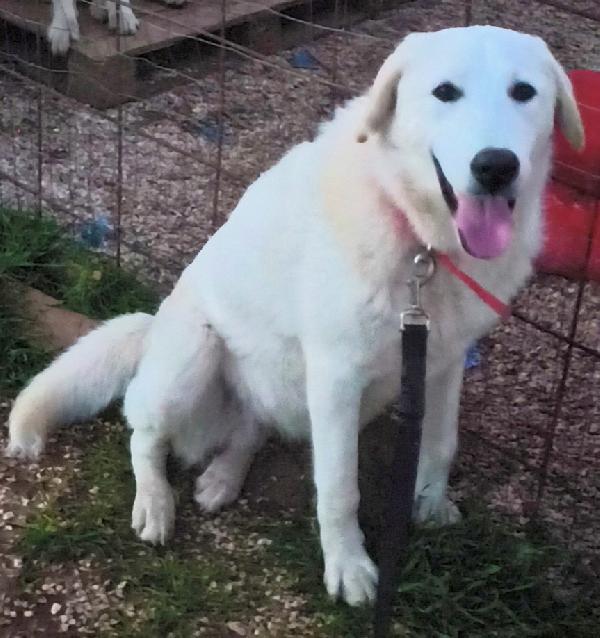 Zack Un Cucciolone Bellissimo Non Riesce A Trovare Casa 